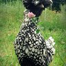 AVchicks
