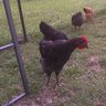 BCchickens