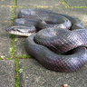 jbaird