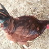 bokbok2