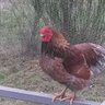 chicksaplenty