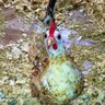 MothrCluckr81