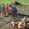 indianachickens