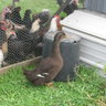 poultry kingdom