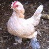 BelgianBantam