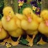 Ducks-love-me