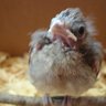 Roostermama