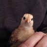 WildeChicken