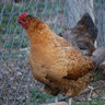 mylittlefarm11