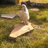 New2Chickys