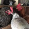 cmbchickens