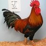 Iluvchickens1