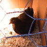 chickadeeisme