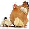 PoultryHatchery