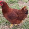24chickenhome