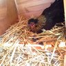 Chicky64