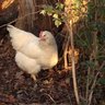 CluckinTaylors