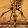 giraffechick