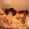 HensleyChickens