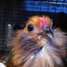 SpaceChicky