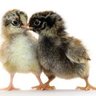 ChickLay
