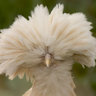 CityChickenns