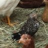 bantam dolly