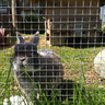 Silver Bantam