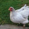 AlohaChicks1