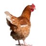 hawaiianchickie
