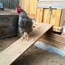 yardbird318