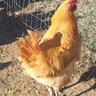RoosterRod