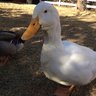 newduckmomma