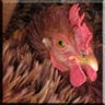 harrisville chicken