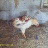 CircleBfarms