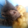 balticchick