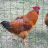 Holladay chicks