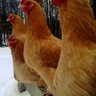 Chickens41200