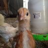 new to chooks