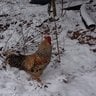petersonfarms