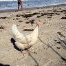 beachsidechicks