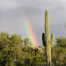 jumpingcactus