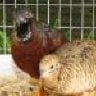 quailmaster