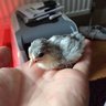 WildernessFowl