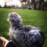 chicklers