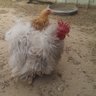 cluckaholic