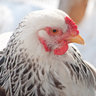 footfeathers
