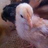 Williamseggs