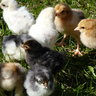 Trents chicks