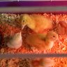 Clucks2Ducks